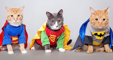 Íme 5 jelmezes macska, aki a nézésével ölni tudna, mégis imádjuk őket!