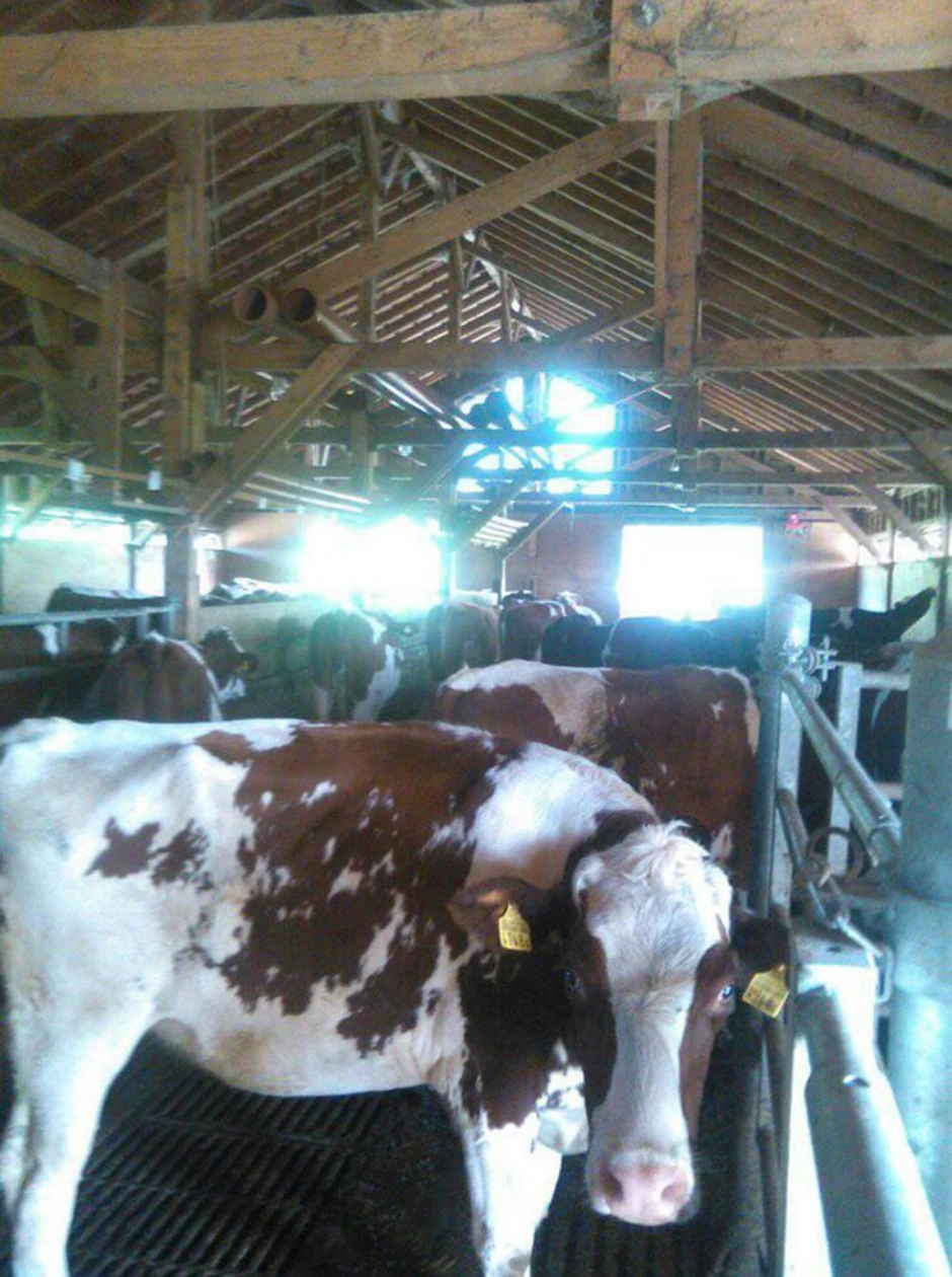 Danijela se u Švajcarskoj bavi - uzgojem krava