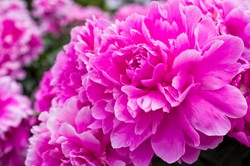 Ten kwiat przyciąga pieniądze. Włóż suche płatki do portfela