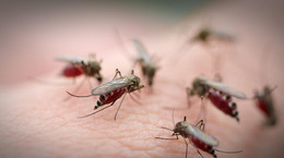 Who do mosquitoes bite the most and why?  Six facts you need to know