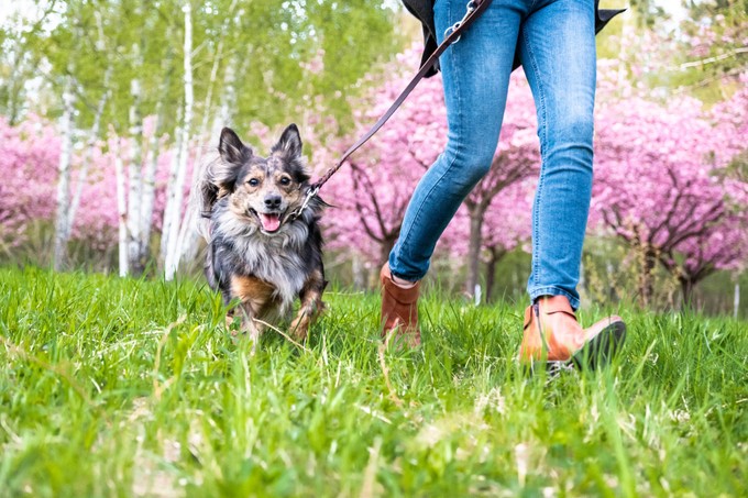 Szívférgesség kutyáknál: évekig lappangó betegség, ami tragikus véget érhet