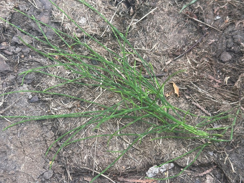 Zerwany skrzyp polny. Ekologiczny oprysk na zarazę ziemniaczaną na pomidorach