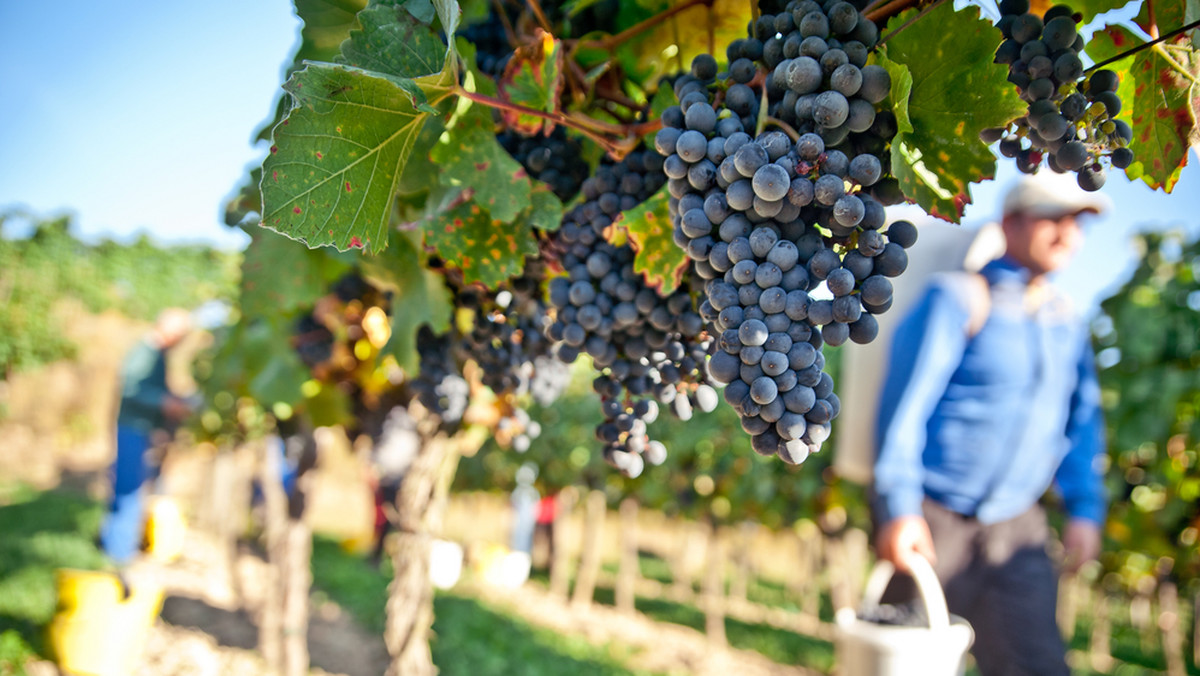 Nieco później niż w latach ubiegłych zaczęło się we Włoszech winobranie. Szacuje się, że przyniesie ono 42 miliony hektolitrów, więcej niż przed rokiem, ale mniej niż dwa lata temu.