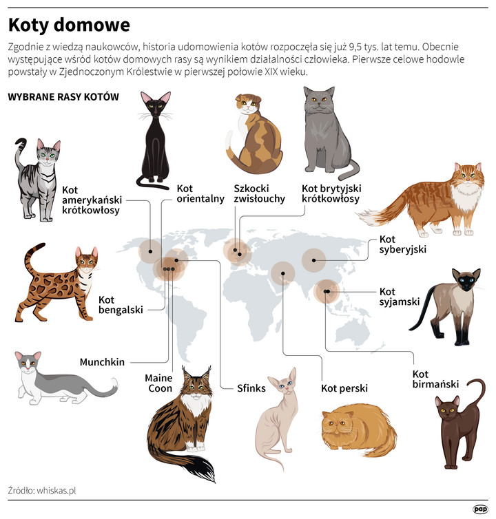 Koty domowe - infografika