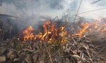 Pomóżcie złapać podpalaczy traw. Strażacy gasili pożary łąk już 200 razy