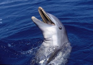 Delfin (ilustracija)