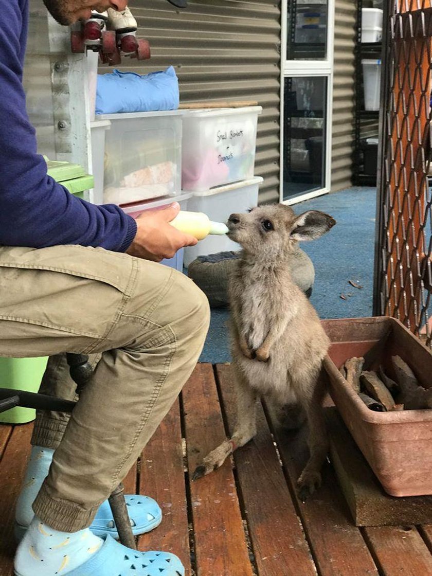 Pomoc dla kangurów z Australii