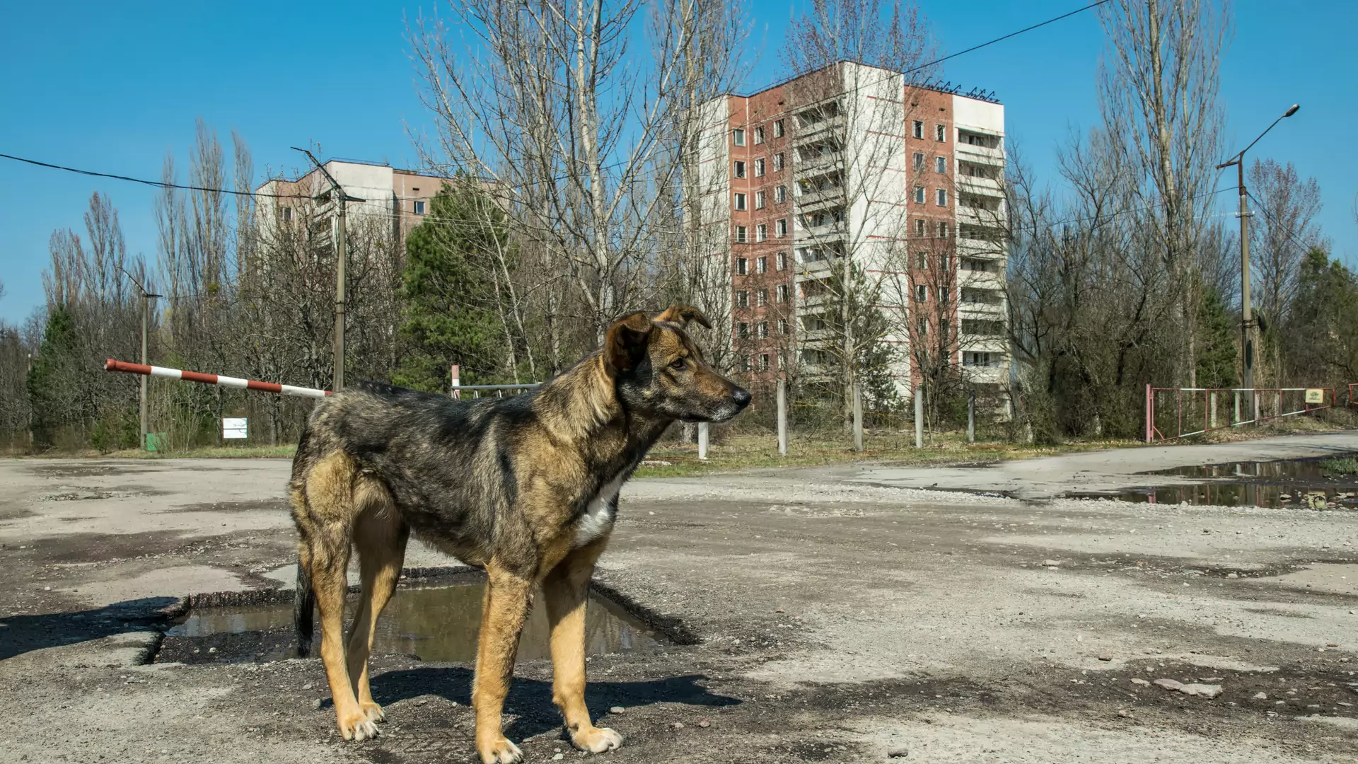 Psy z Czarnobyla zmieniły swoje DNA. Najnowsze badania ekspertów szokują