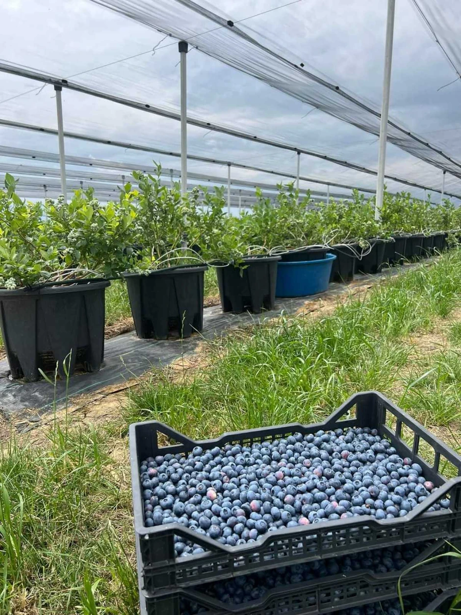 Svetlana Vukajlović danas gaji borovnicu na 2 hektara