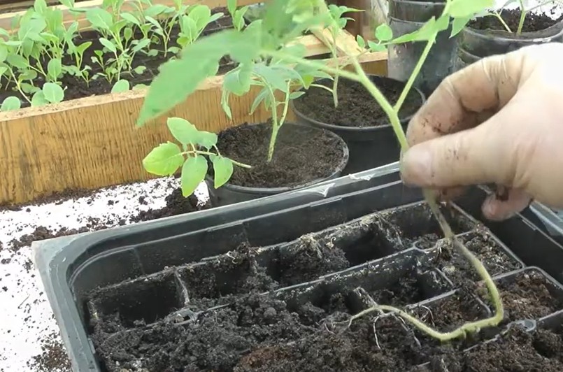 Wybujała sadzonka pomidora