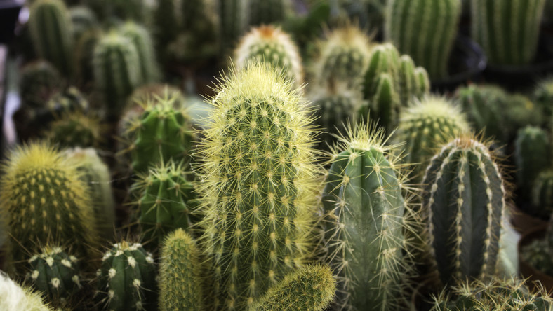 Kaktusy Doniczkowe Rodzaje Kwitnace W Domu Gatunki Podlewanie Dom