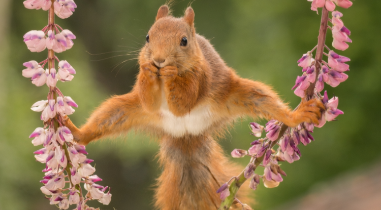 A red squirrel does the splits on two flowers