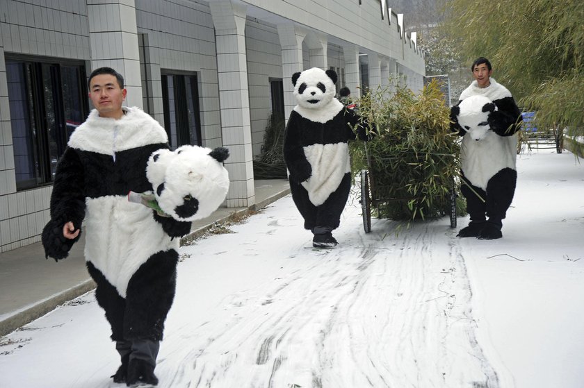 Przedszkole dla pand w Chengdu. Najsłodsze miejsce na świecie!