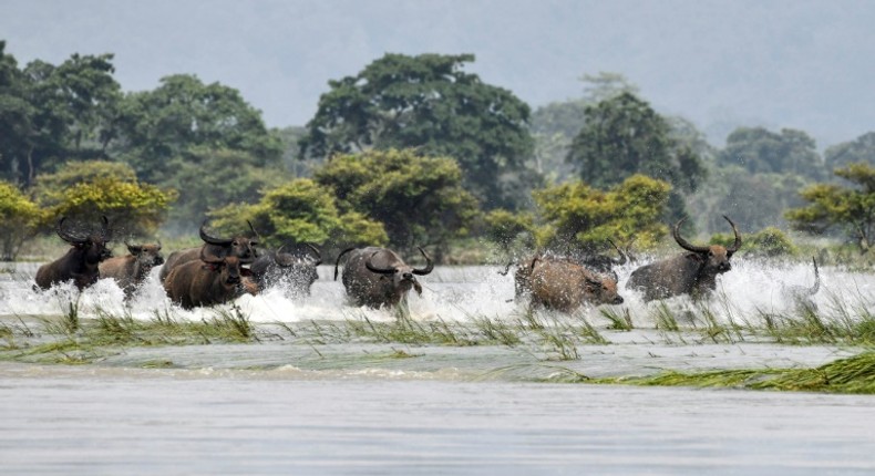 A herd of wild buffalo wade through floodwaters at Kaziranga National Park in the India's northeast state of Assam