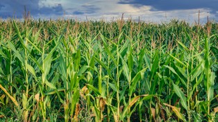 UBS: Zbiory pszenicy i kukurydzy spadną o połowę