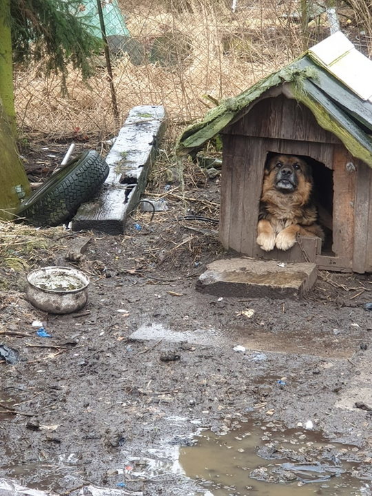 Wśród starych opon, z gnijącymi ranami. Skandaliczne warunki psów w Szczecinie