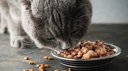 najlepszy skład karmy dla kota - jaki powinien być? czego unikać? [poradnik]
