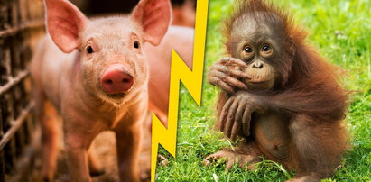 Chińczycy skrzyżowali świnię z małpą. Świat w szoku