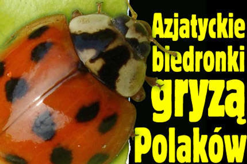 Biedronki-mutanty gryzą Polaków