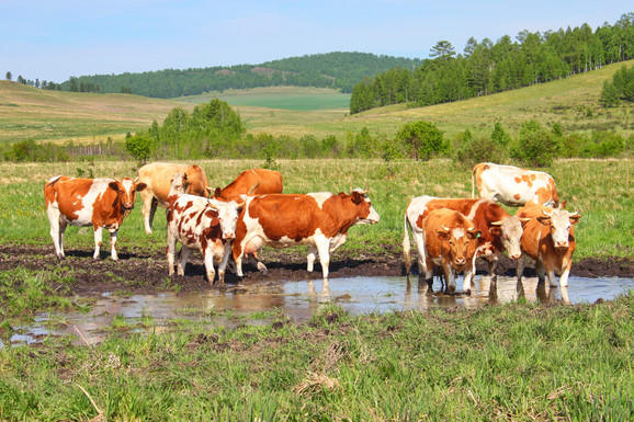 U ekstremnim uslovima ove krave daju i do 800 litara mleka dnevno: Tretiraju se na nesvakidašnji način, evo kako dobijaju hranu