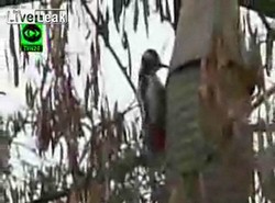 Dzięcioł z dziobem twardym jak stal