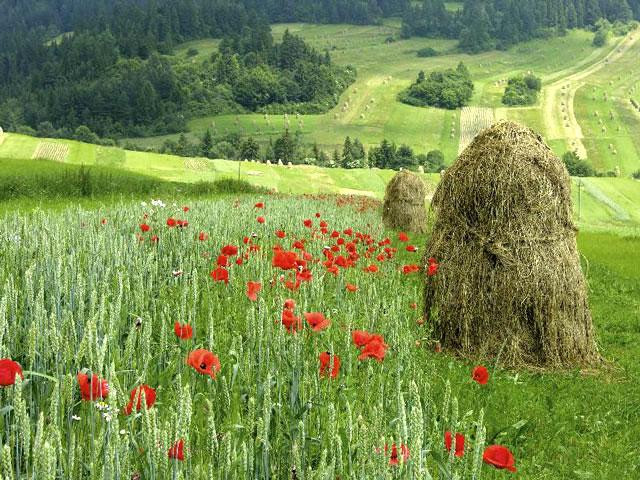 Galeria Polska - Pieniny, obrazek 15