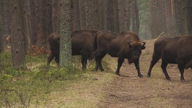 Kto zabija żubry na Pomorzu Zachodnim? W lasach dzieją się podejrzane rzeczy