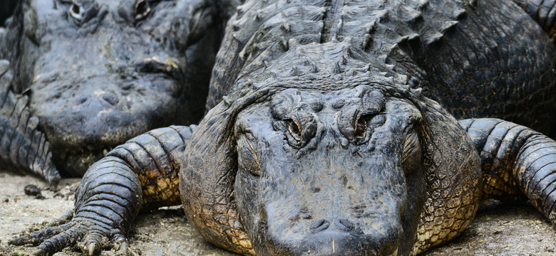 Aligator z ludzkimi szczątkami w pysku pływał w miejskim kanale