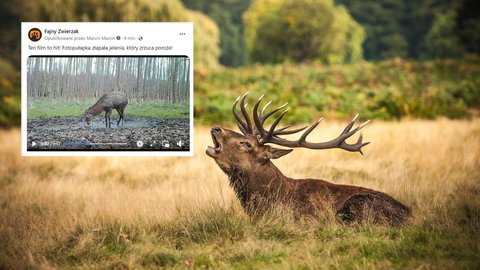 Fotopułapka w lesie zarejestrowała sytuację, gdy jeleń zrzuca poroże