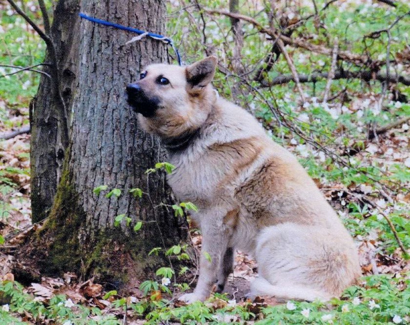 Skazany na straszliwą śmierć