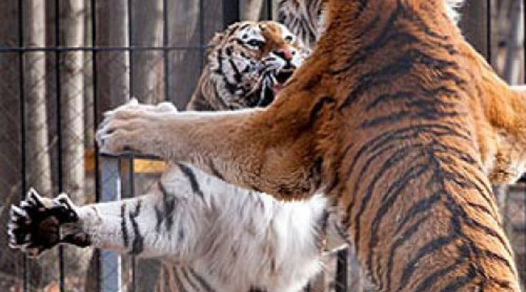 Világhírre törnek a magyar tigrisek