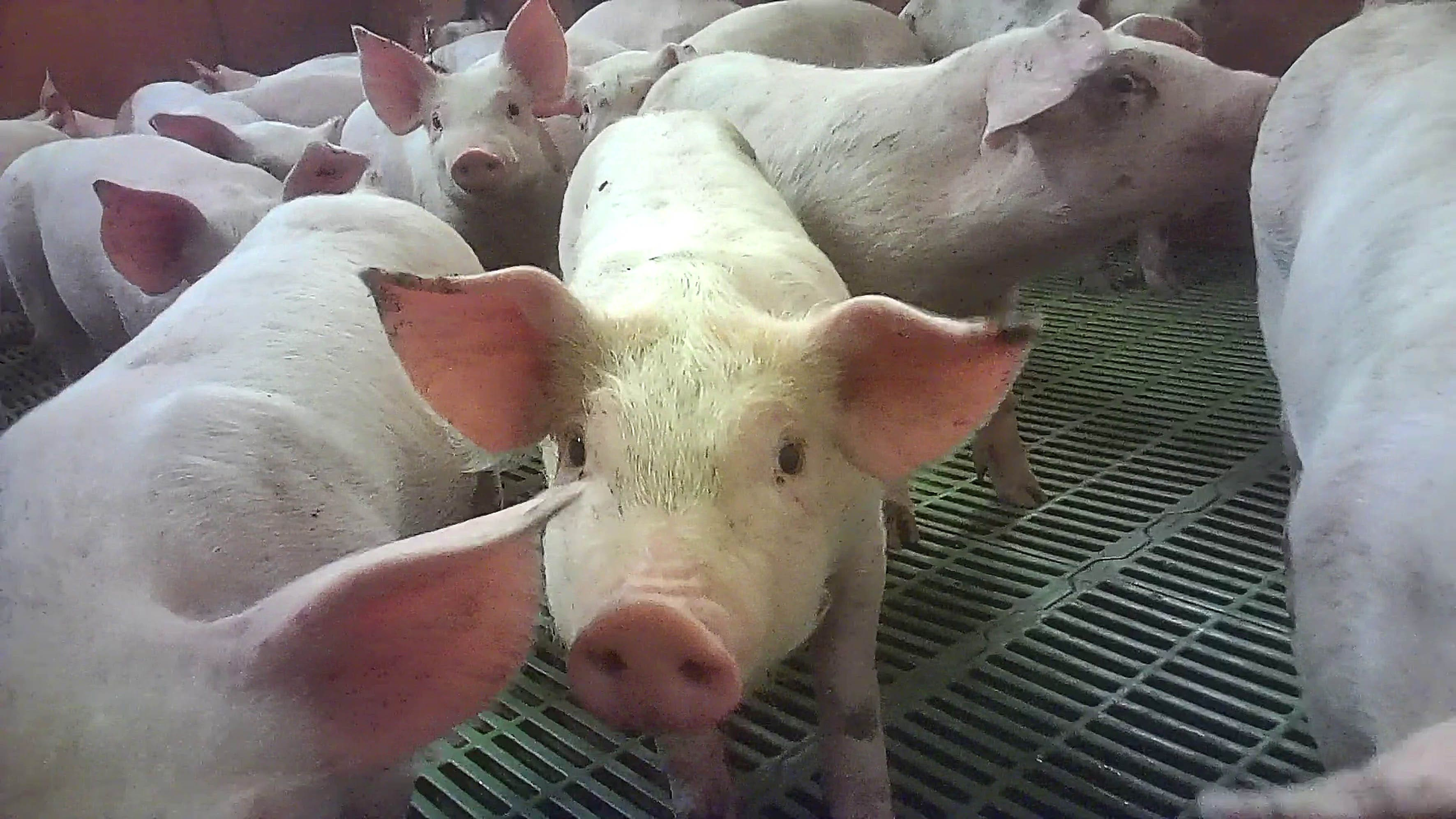 Cranswick review well advanced after pig farm abuse claims