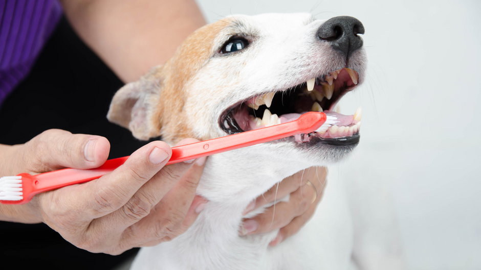 Czyszczenie zębów u psa
