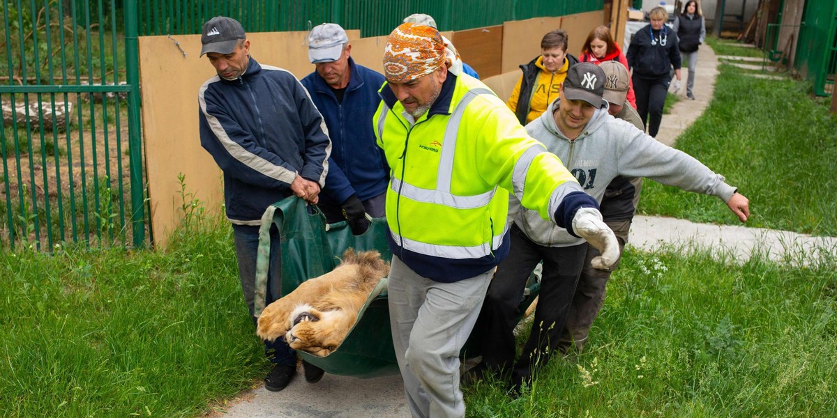 Pięć lwów z Ukrainy trafiło do poznańskiego zoo.