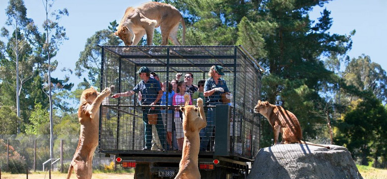 Oko w oko z lwami – nowozelandzki Orana Wildlife Park oferuje wyjątkową atrakcję