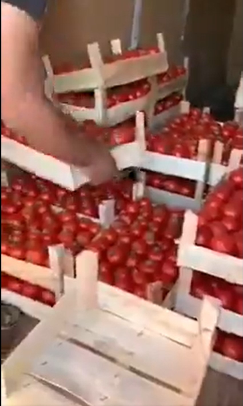 Velike količine paradajza završile u kontejneru 