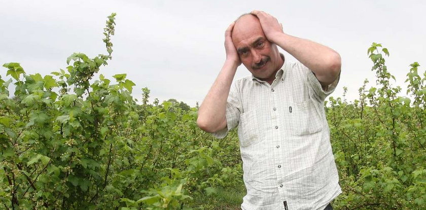 Klęska! Był mróz, będą drogie truskawki!