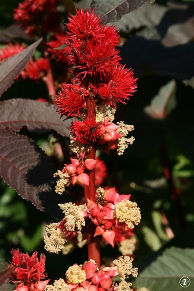 Rącznik pospolity (Ricinus communis)