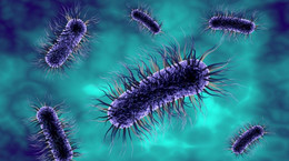 Escherichia coli w moczu - czym jest? Objawy i leczenie E.coli w moczu