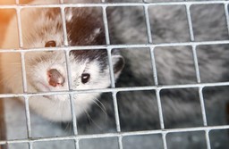 prezydent nawrocki podpisał zakaz hodowli zwierząt na futra. 8 lat okresu przejściowego i odszkodowanie dla hodowców