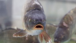 Żywego karpia coraz trudniej kupić. Gdzie szukać ryby "prosto z wody"?