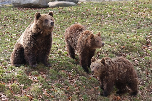 (VIDEO) MEDVEDI SNIMLJENI U SELU NA JUGU ZEMLJE Životinje šetaju ulicom: "Ovaj prizor potvrđuje TO"