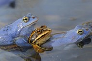 Moorfrosch, Moor-Frosch, Rana arvalis, moor frog