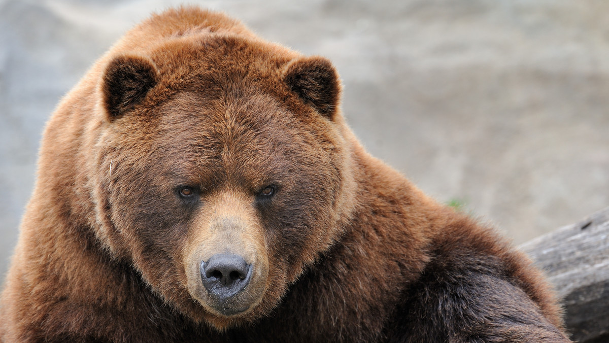 Policjanci patrolujący Czarną Białostocką otrzymali od leśniczego informację o niedźwiedziu pływającym w basenie na terenie pobliskiego zakładu. Ochroniarz zakładu potwierdził treść zgłoszenia. Oględziny terenu ujawniły odciśnięte w pobliżu zakładu ślady zwierzęcia, przypominające tropy niedźwiedzia.