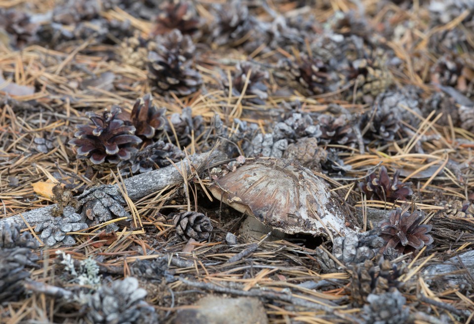 Szaraczek sosnowy (Boletopsis grisea)