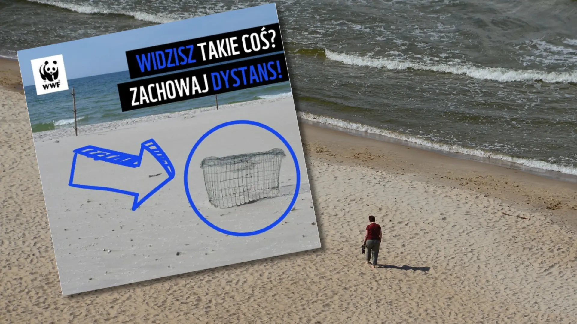 Widzisz taki druciany kosz na plaży? Nie zbliżaj się do niego – apeluje WWF