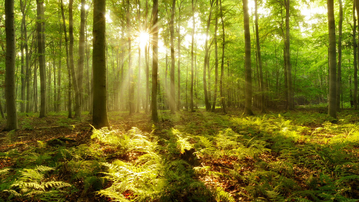 W październiku 2018 roku międzynarodowa organizacja WWF opublikowała "Living Planet Report", publikację naukową na temat stanu przyrody na Ziemi. Zawarte w niej dane wręcz biją na alarm. Sprawdź, czy znasz ciekawostki związane z ochroną środowiska naturalnego i czy...jesteś eko?