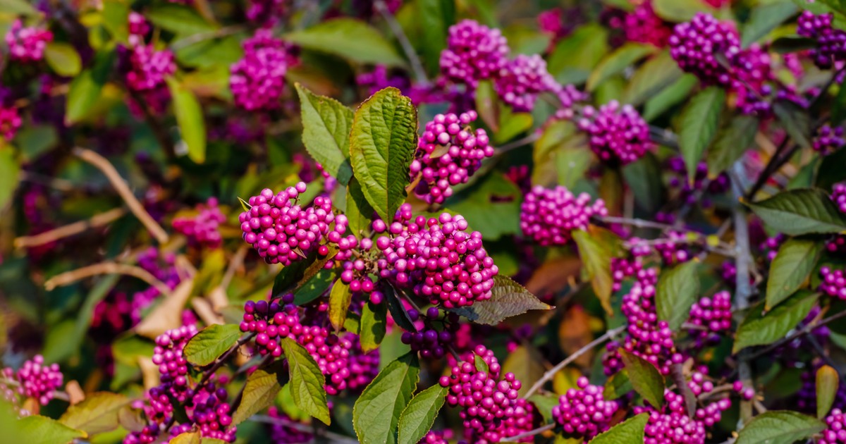 Diese giftigen Beeren lauern im Herbst Vayamo