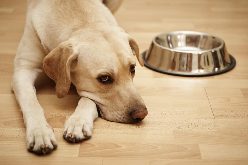 Veseelégtelenségben vagy májbetegségben szenved a kutyánk? A megoldás a  helyes étrend | EgészségKalauz