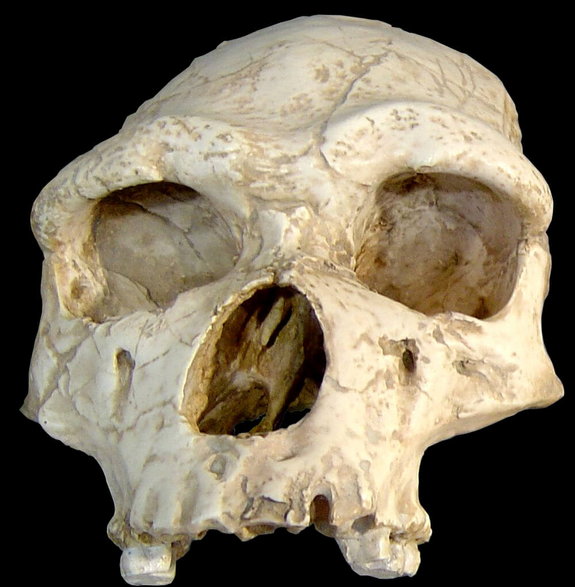 Czaszka Homo erectus (H. e. tautavelensis) znaleziona we Francji / fot. Luna04~commonswiki/CC BY 2.5 DEED/Wikimedia Commons